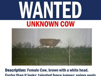 Wanted cow that has evaded US police since January ‘faster than it looks’