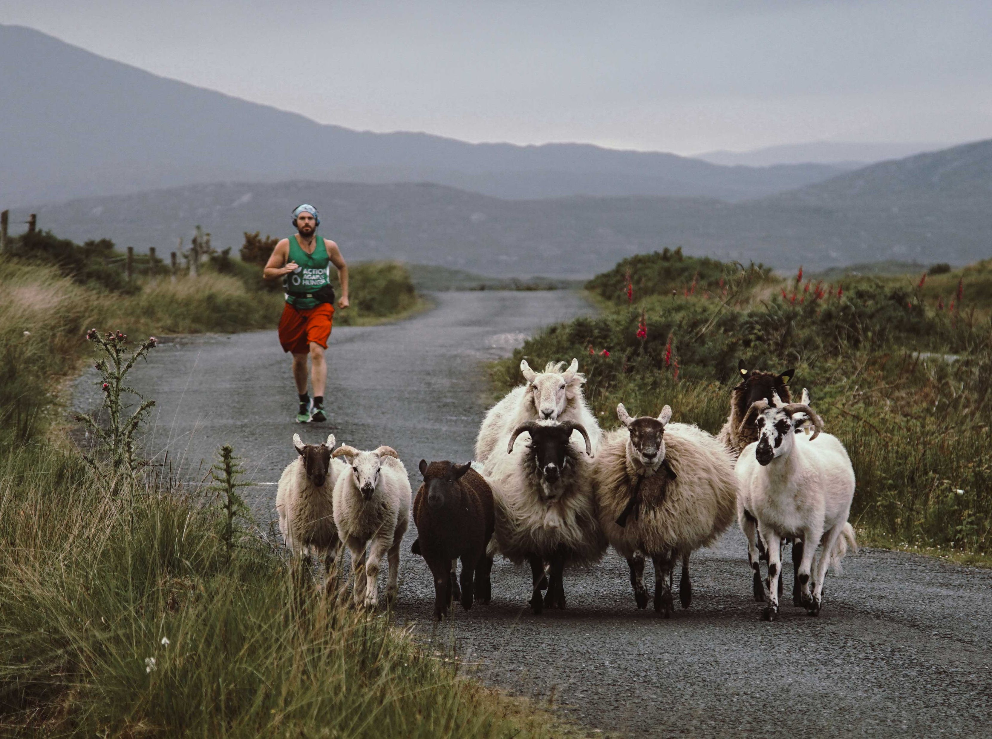 David Paul Cook running 10 Marathons in 10 Days behind sheep.