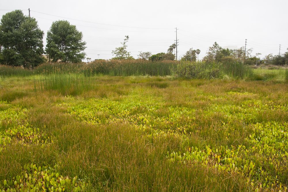 Landscape of Madrona Marsh Preserve