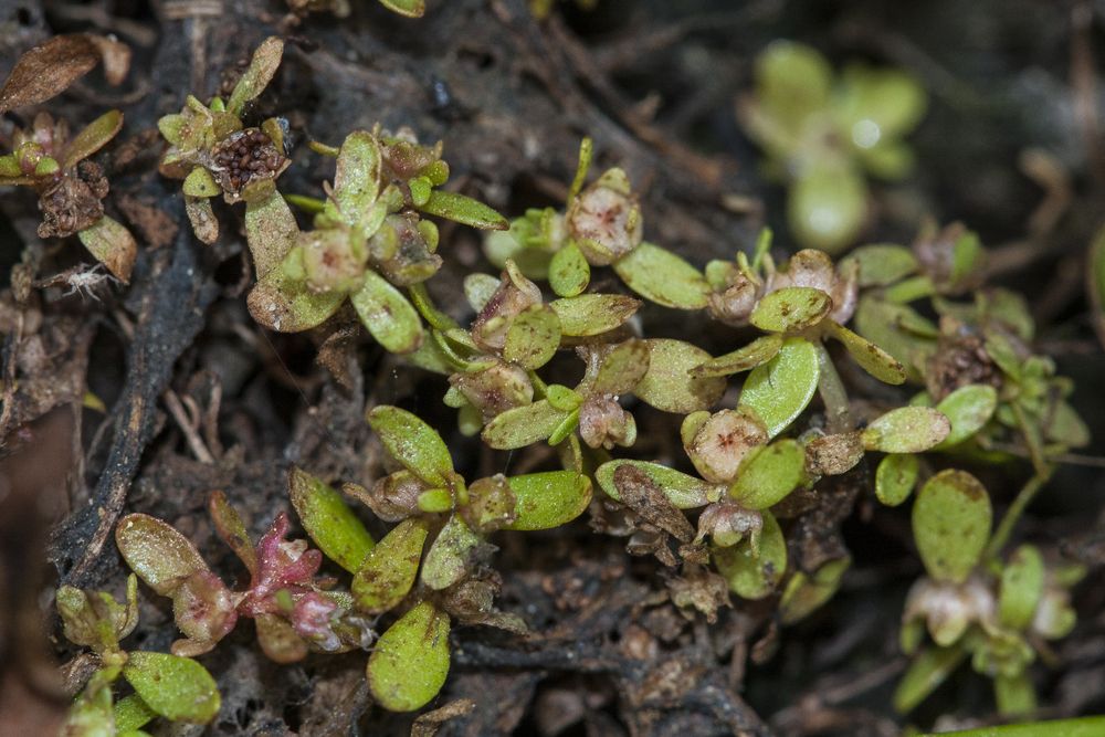 Closeup of plants at Madrona Marsh Preserve