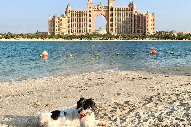 pointebeach dog friendly dubai