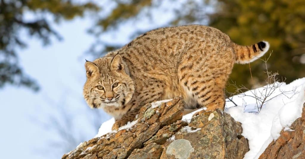 Exotic Pet Ownership Bobcat