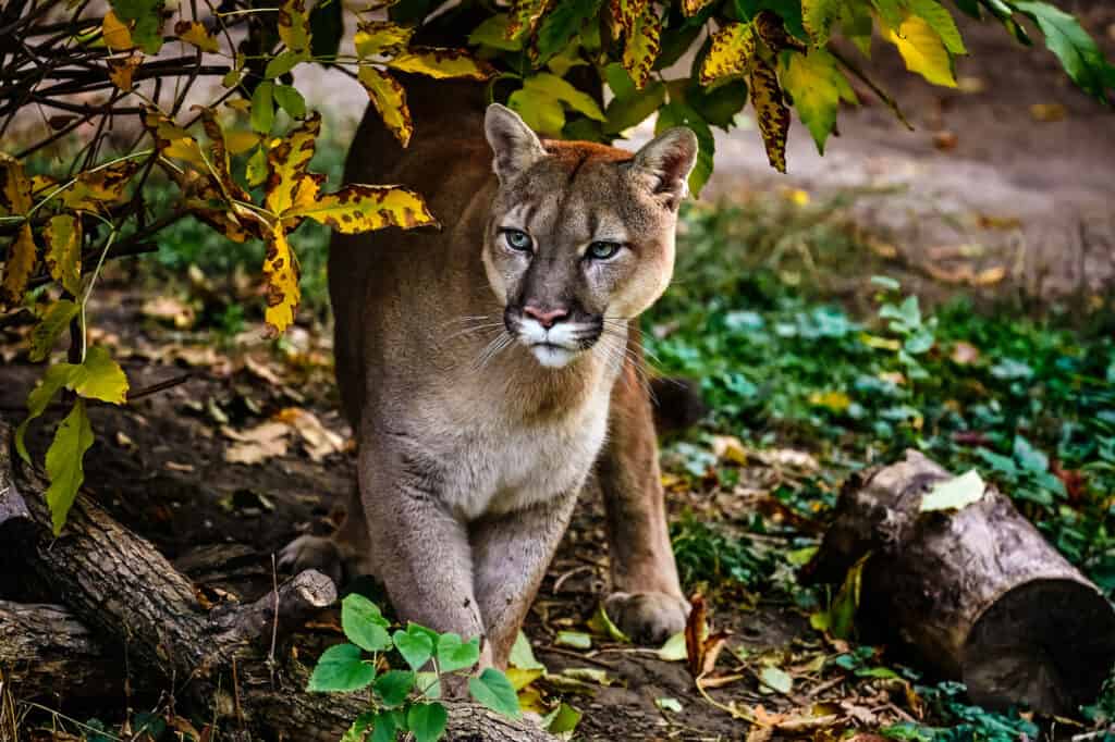 cougar