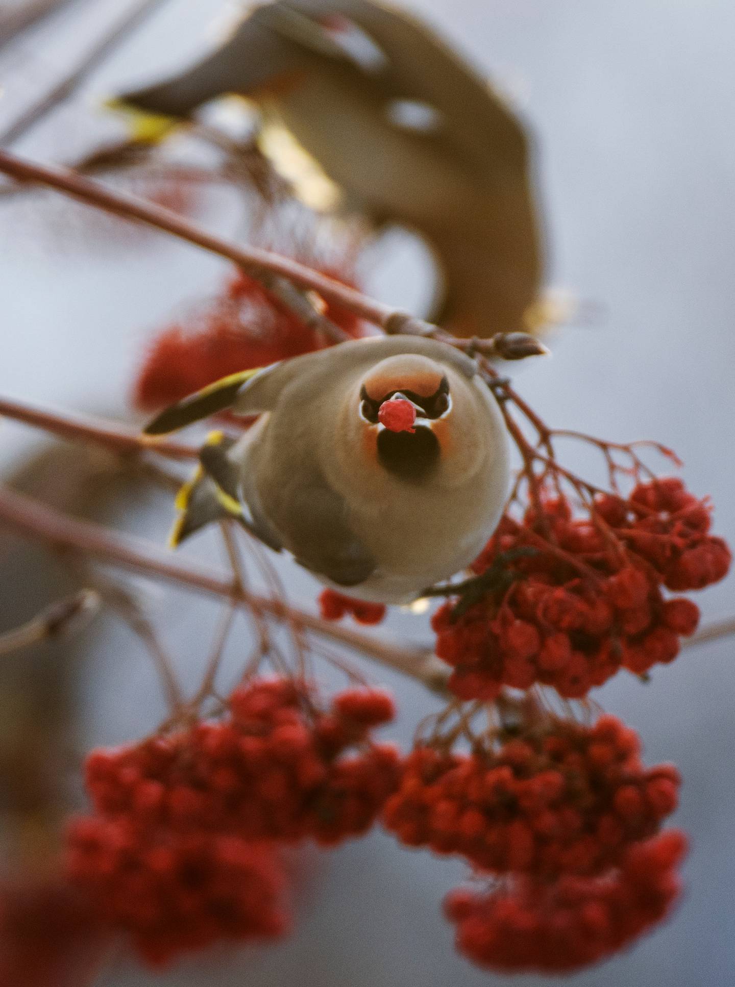 bohemian waxwing, birds, wildlife