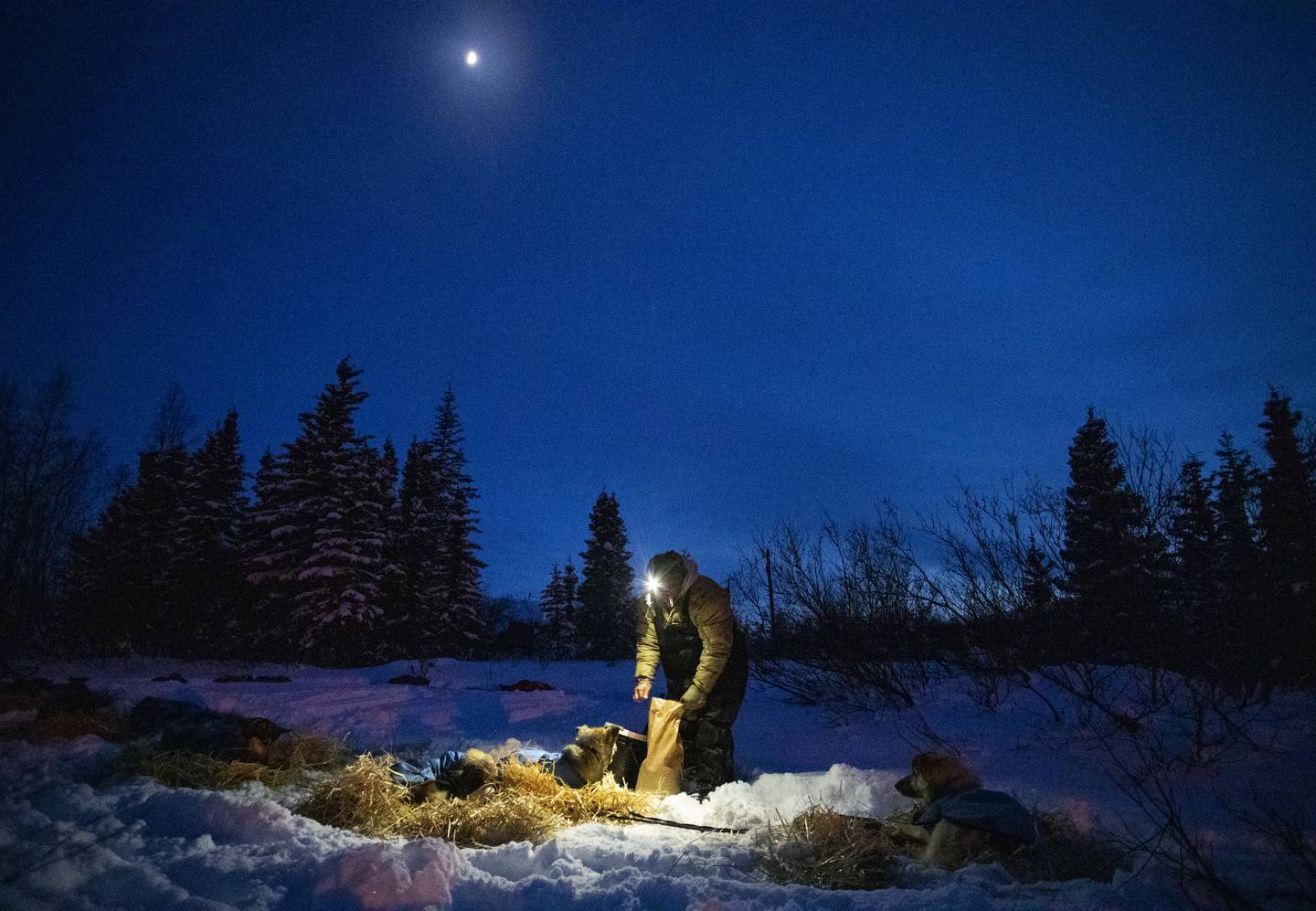 Kobuk 440, dog sled race, mushing, arctic, spring, cold, village, rural alaska