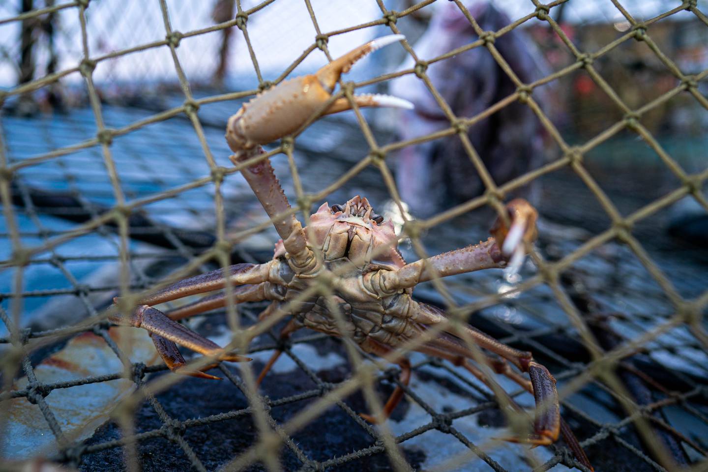 BeringSea, Pinnacle, bering sea, crab, snow crab