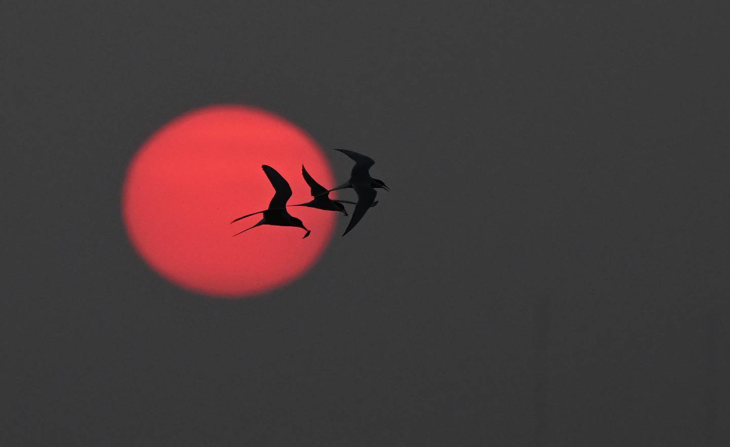 Arctic Terns, Tern, Terns, Potter Marsh, Seward Higheay, Turnagain Arm,, Bird, Birds