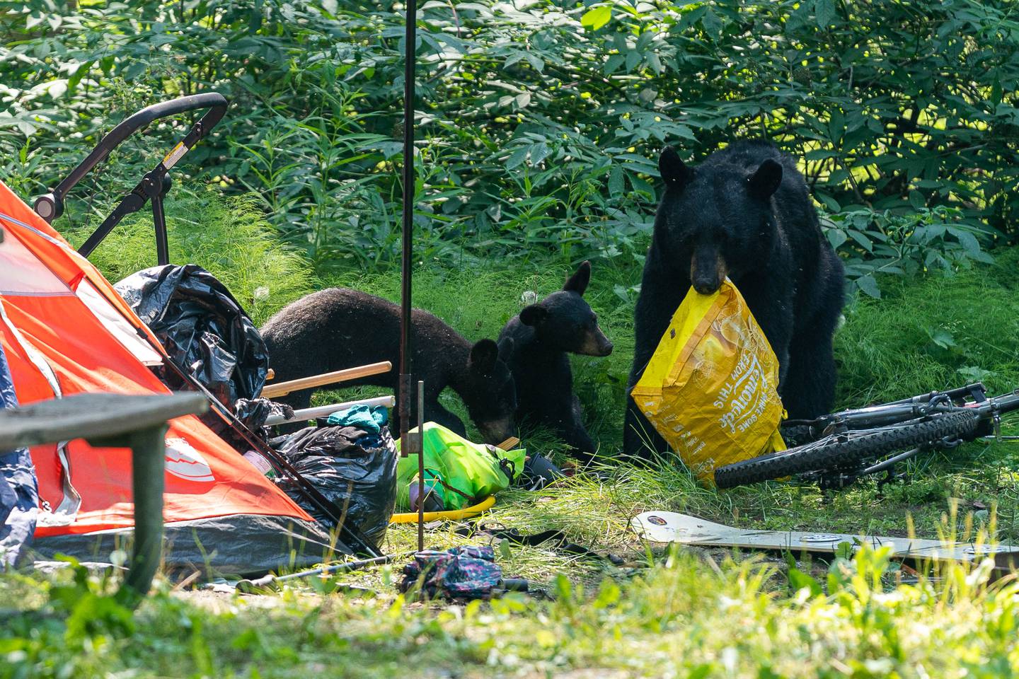 Centennial Park, bear, bears, black bear, camp, campground, centennial campground, cub, cubs, homeless, homeless camp, homelessness