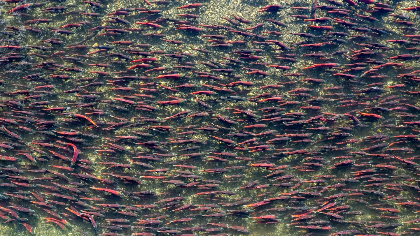 Bristol Bay, Lake Nerka, aerial, salmon