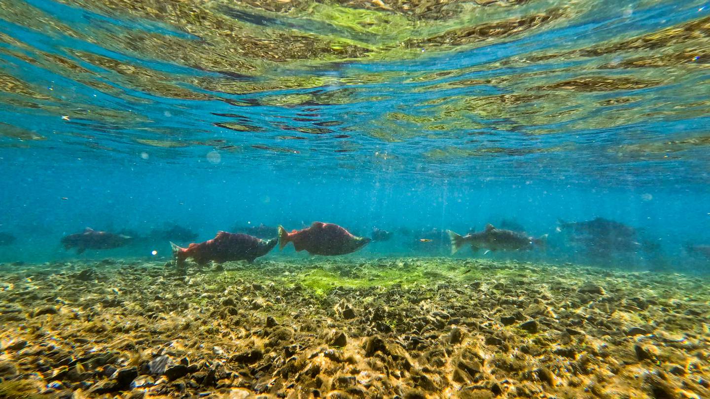 Bristol Bay, Little Togiak Lake, fish, salmon, underwater