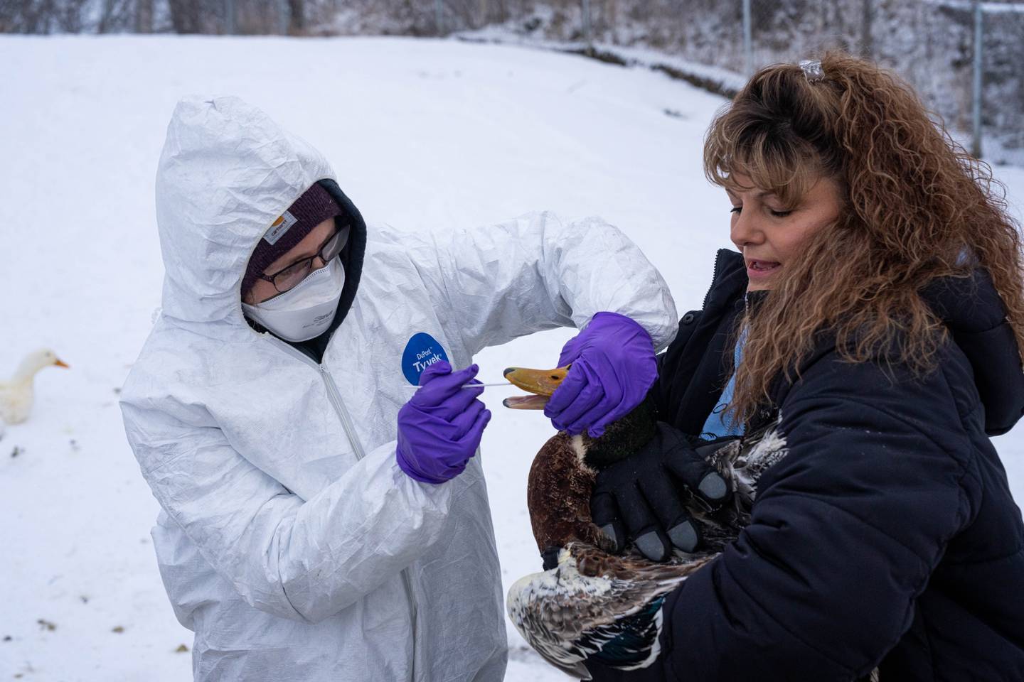 Avian Flu, Avian Influenza, Bird Flu, Mat-Su, Sarah Coburn, Sheila Pontier, Wasilla