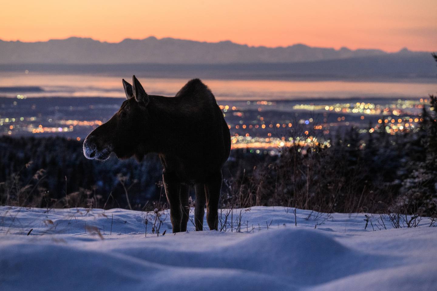 moose, city, weather, Anchorage