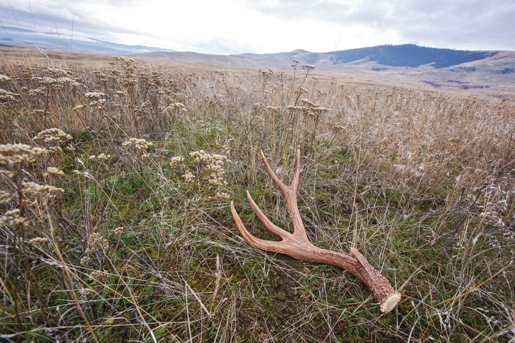 mule deer shed antler