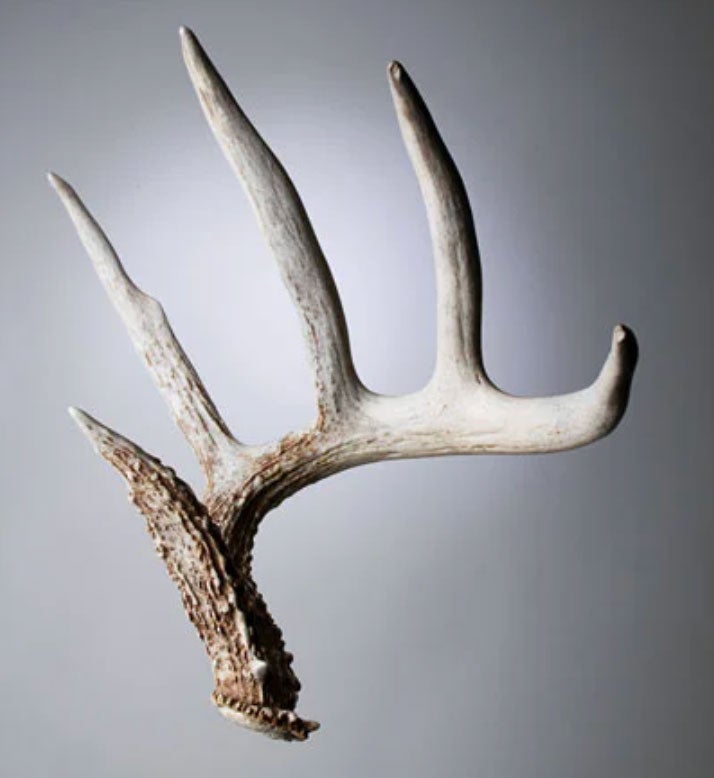 shed antlers value