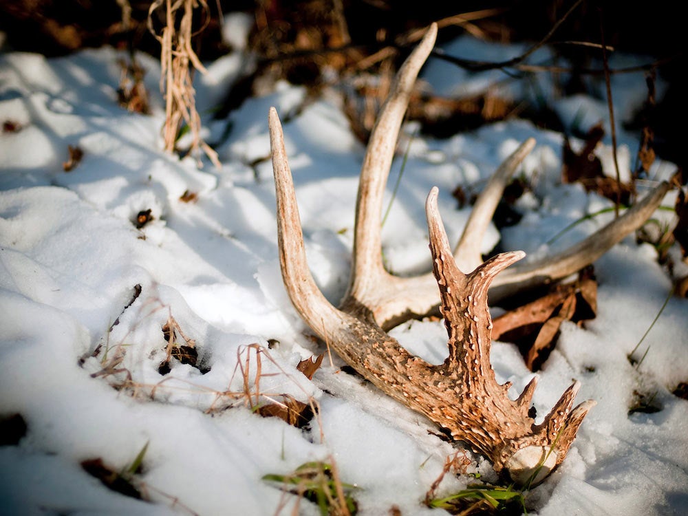 shed antler in snow