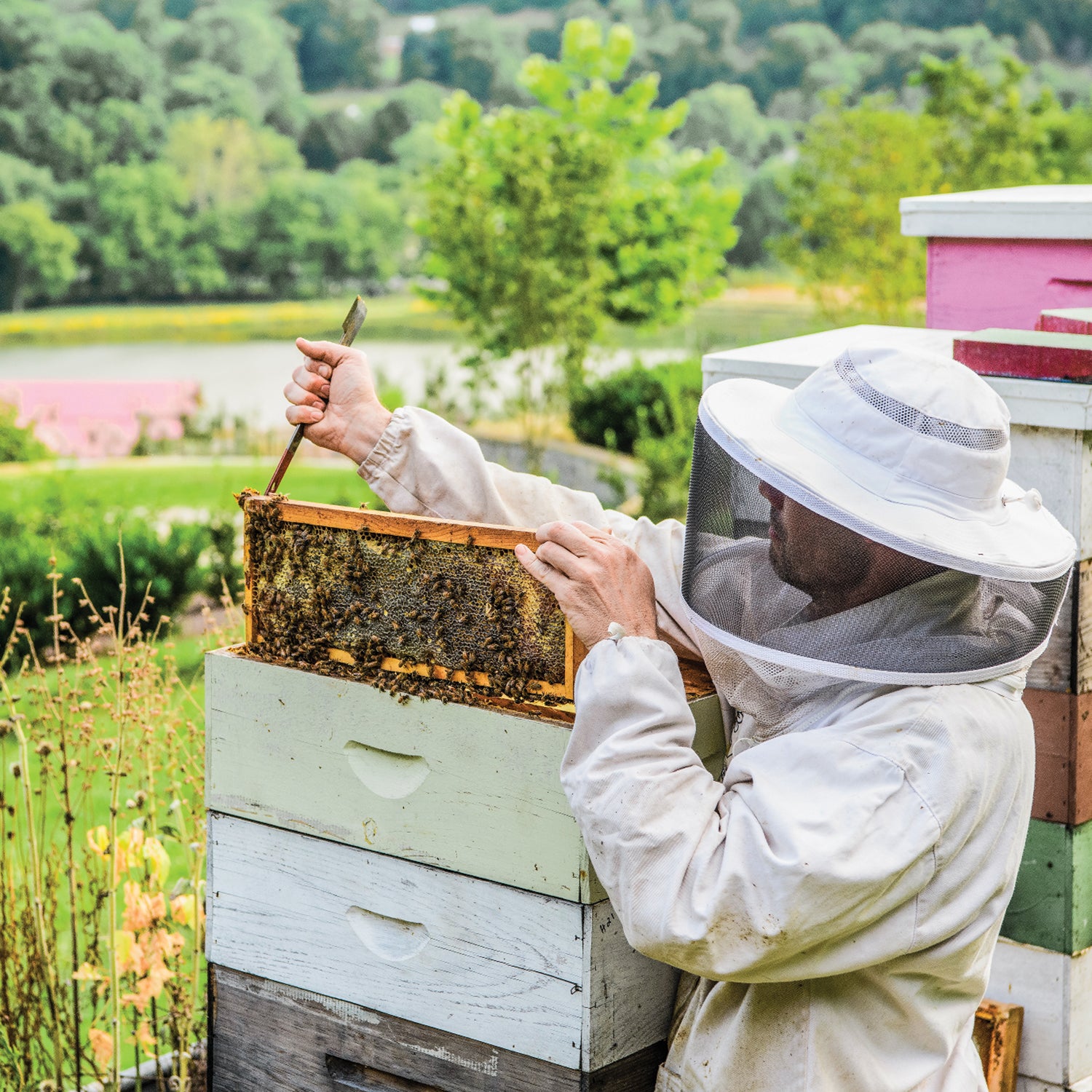 A beekeeper tending the apiary at Southall